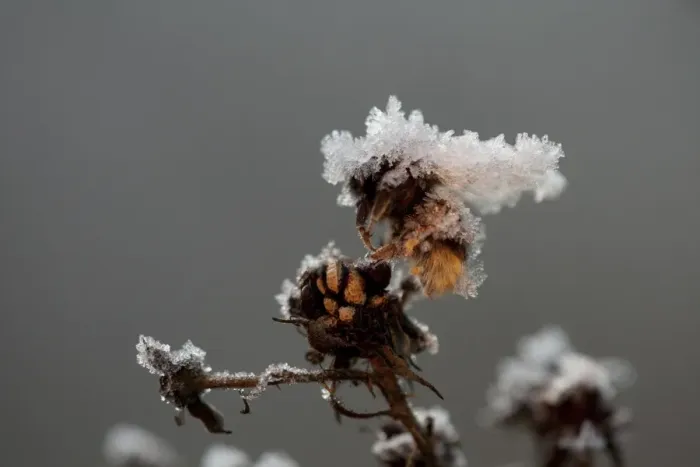 Framed Print : Bumblebee (Apidae sp. ) dead adult, covered with frost ice crystals, frozen on dead flowerhead, Sheffield Framed Print : Bumblebee (Apidae sp. ) dead adult, covered with frost ice crystals, frozen on dead flowerhead, Sheffield