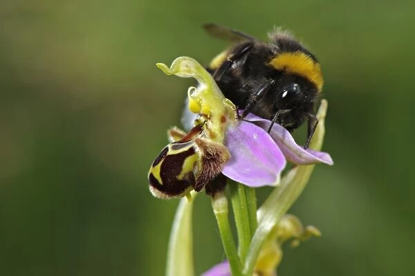 Bumblebee (Bombus sp. ) adult male, attempting to mate with Bee Orchid (Ophrys sp. ) flower