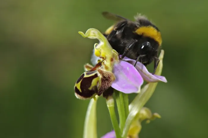 Framed Print : Bumblebee (Bombus sp. ) adult male, attempting to mate with Bee Orchid (Ophrys sp. ) flower Framed Print : Bumblebee (Bombus sp. ) adult male, attempting to mate with Bee Orchid (Ophrys sp. ) flower