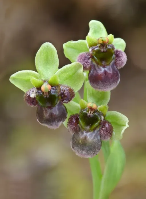 Framed Print : Bumblebee Orchid (Ophrys bombyliflora) close-up of flowers, Corsica, France, April