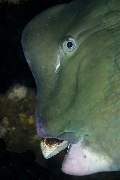 Bumphead Parrotfish (Bolbometopon muricatum) adult, close-up of head, at shipwreck