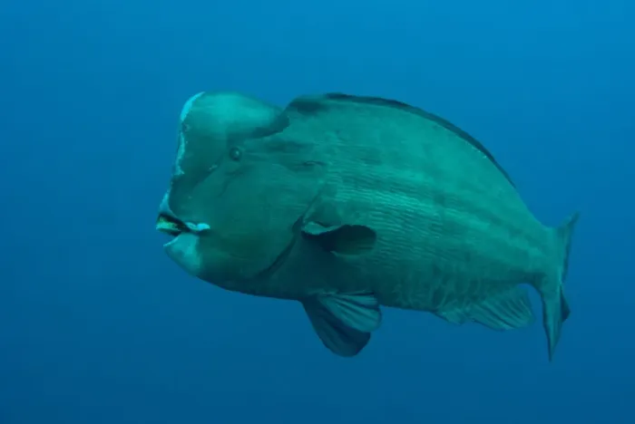 Framed Print : Bumphead Parrotfish (Bolbometopon muricatum) adult, swimming in open water, Ameth Point, Nusa Laut, near Ambon Island, Maluku Islands, Banda Sea, Indonesia