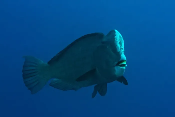 Framed Print : Bumphead Parrotfish (Bolbometopon muricatum) adult, swimming in open water, Ameth Point, Nusa Laut, near Ambon Island, Maluku Islands, Banda Sea, Indonesia Framed Print : Bumphead Parrotfish (Bolbometopon muricatum) adult, swimming in open water, Ameth Point, Nusa Laut, near Ambon Island, Maluku Islands, Banda Sea, Indonesia