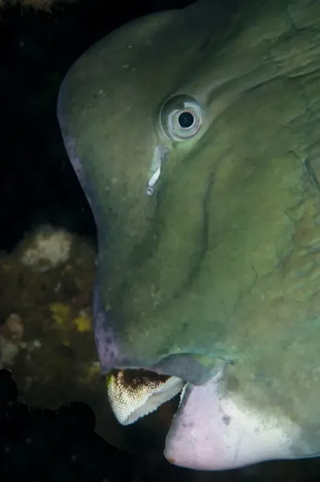 Framed Print : Bumphead Parrotfish (Bolbometopon muricatum) adult, close-up of head, at shipwreck Framed Print : Bumphead Parrotfish (Bolbometopon muricatum) adult, close-up of head, at shipwreck