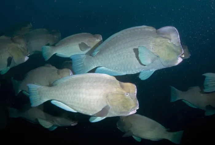 Framed Print : Bumphead Parrotfish (Bolbometopon muricatum) adults, shoal swimming beside shipwreck Framed Print : Bumphead Parrotfish (Bolbometopon muricatum) adults, shoal swimming beside shipwreck