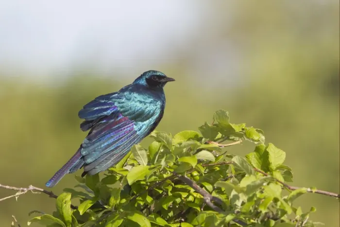 Framed Print : Burchell's Glossy-starling (Lamprotornis australis) adult, sunning, perched in bush, Okavango Delta, Botswana Framed Print : Burchell's Glossy-starling (Lamprotornis australis) adult, sunning, perched in bush, Okavango Delta, Botswana