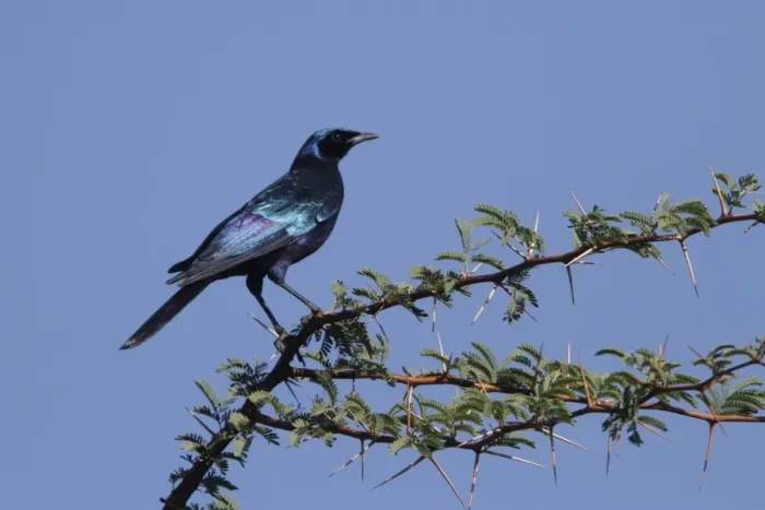 Framed Print : Burchells Starling, - at Kwara in Botswana Framed Print : Burchells Starling, - at Kwara in Botswana