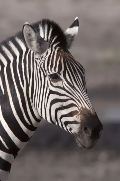 Framed Print : Burchells Zebra Framed Print : Burchells Zebra