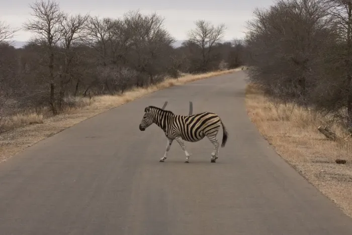Framed Print : Burchells Zebra crossing a road in Kruger National Park South Africa Framed Print : Burchells Zebra crossing a road in Kruger National Park South Africa
