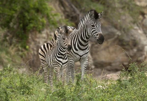 Burchells Zebra (Equus quagga burchellii) adult female and foal, standing together, Golden Gate Highlands N. P