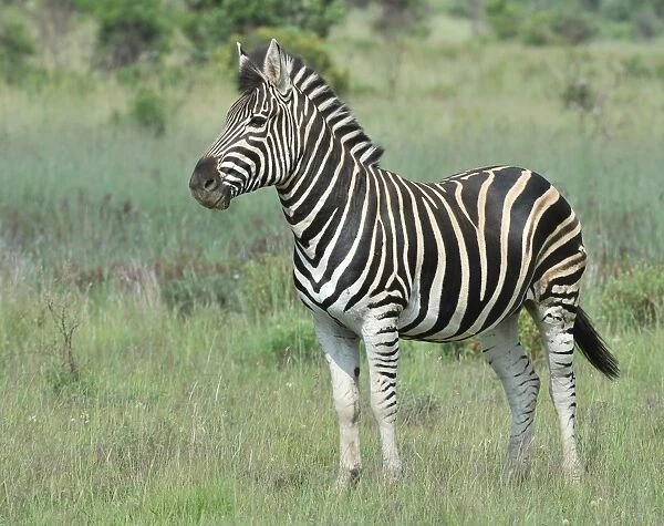 Burchells Zebra (Equus quagga burchellii) adult, standing in lowveld grassland, Pilanesberg N. P