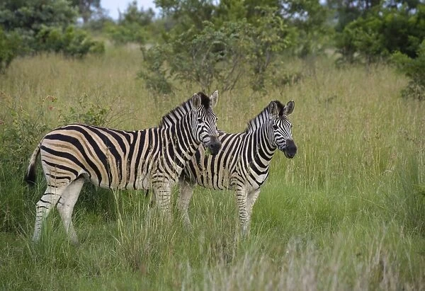 Burchells Zebra (Equus quagga burchellii) two adults, standing in long grass, Kruger N. P. Mpumalanga, South Africa