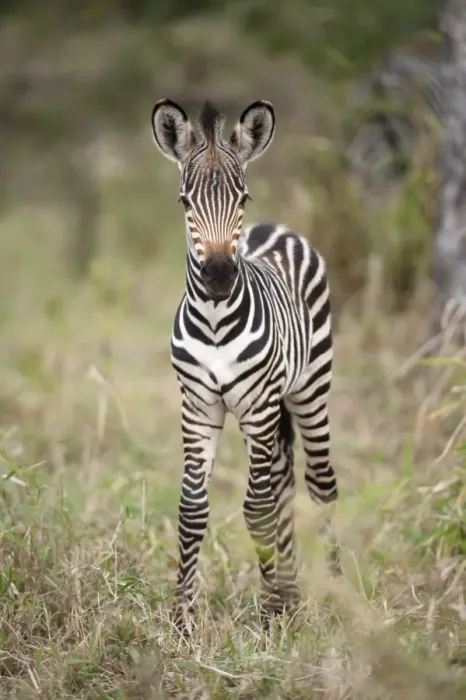 Framed Print : Burchells Zebra (Equus quagga burchellii) foal, standing on grass, Majete Wildlife Reserve, Malawi Framed Print : Burchells Zebra (Equus quagga burchellii) foal, standing on grass, Majete Wildlife Reserve, Malawi
