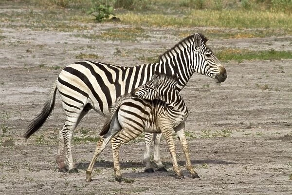 Burchells Zebra, female with foal