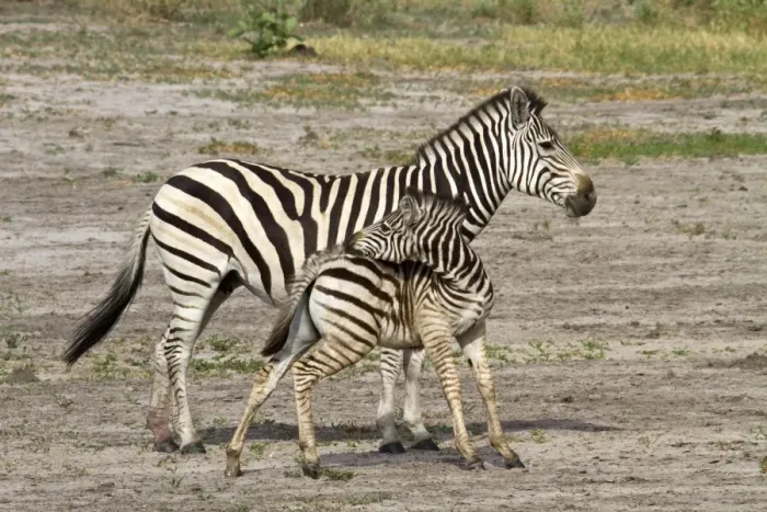 Framed Print : Burchells Zebra, female with foal