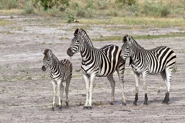 Burchells Zebra, female with foal and a youngster from last year