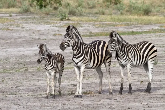 Framed Print : Burchells Zebra, female with foal and a youngster from last year Framed Print : Burchells Zebra, female with foal and a youngster from last year