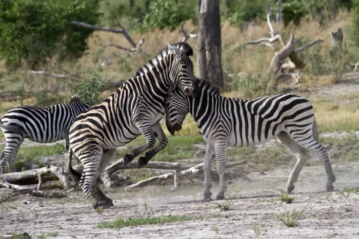 Framed Print : Two Burchells Zebra fighting Framed Print : Two Burchells Zebra fighting
