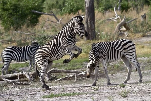 Two Burchells Zebra fighting
