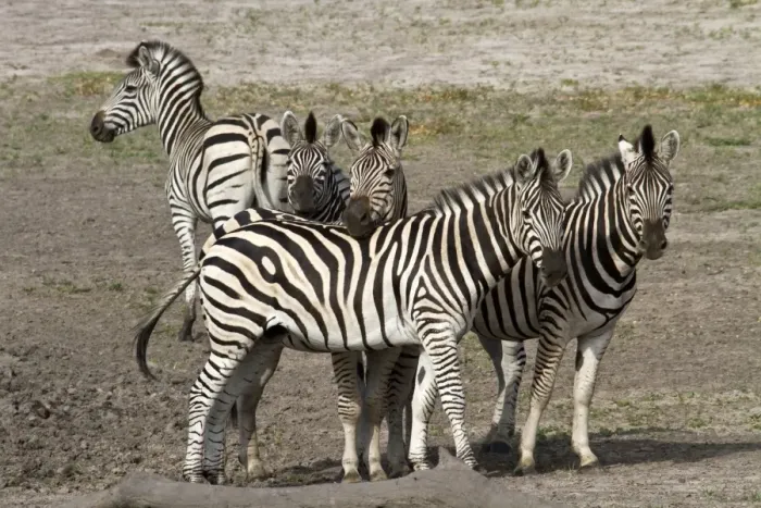 Framed Print : Burchells Zebra group Framed Print : Burchells Zebra group