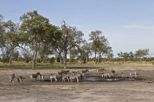 Burchells Zebra group by waterhole. Near Lebala, Botswana