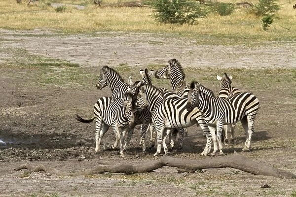 Burchells Zebra group by waterhole