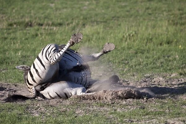 Burchells Zebra rolls in dust- Botswana