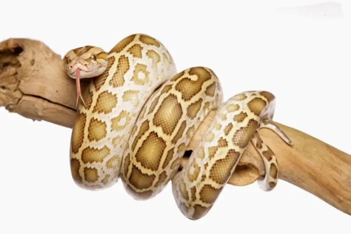 Framed Print : Burmese Python (Python molurus bivittatus) immature, coiled on branch