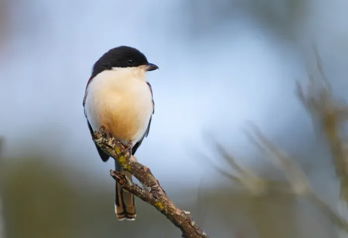Framed Print : Burmese Shrike (Lanius collurioides) adult, perched on branch, Da Lat, Langbian Plateau, Lam Dong Province