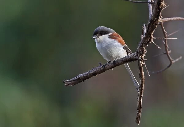 Burmese Shrike (Lanius collurioides collurioides) adult, perched on branch, Prey Veng, Cambodia, January