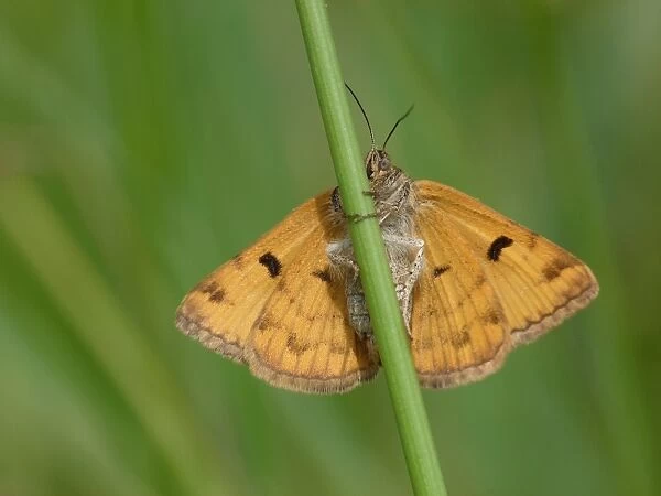 Burnet Companion Moth (Euclidia glyphica) adult female, underside, resting on grass, Leicestershire, England, June