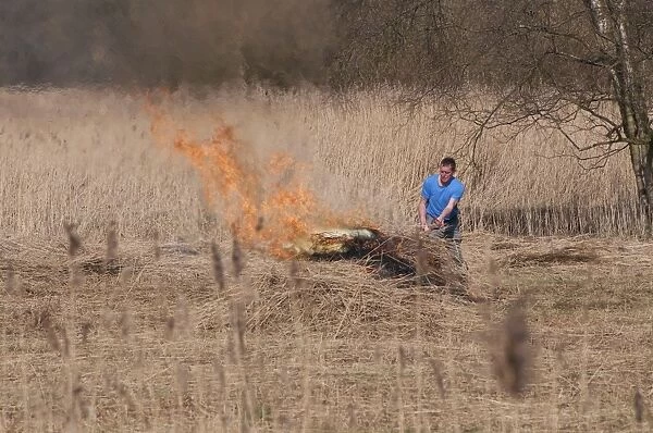 Burning cut reeds in reedbed habitat, How Hill, River Ant, The Broads N. P. Norfolk, England, march