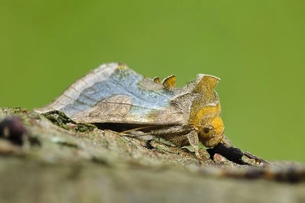 Burnished Brass (Diachrysia chrysitis) adult, resting on birch branch, Thursley Common National Nature Reserve, Surrey