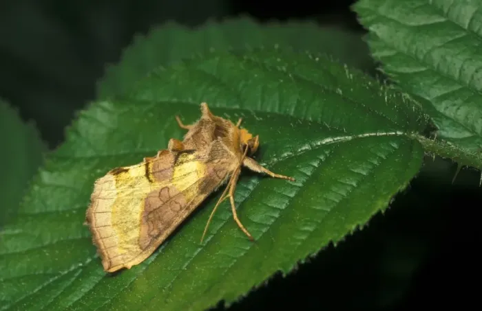 Framed Print : Burnished Brass (Diachrysia chrysitis) On leaf / Leics Framed Print : Burnished Brass (Diachrysia chrysitis) On leaf / Leics