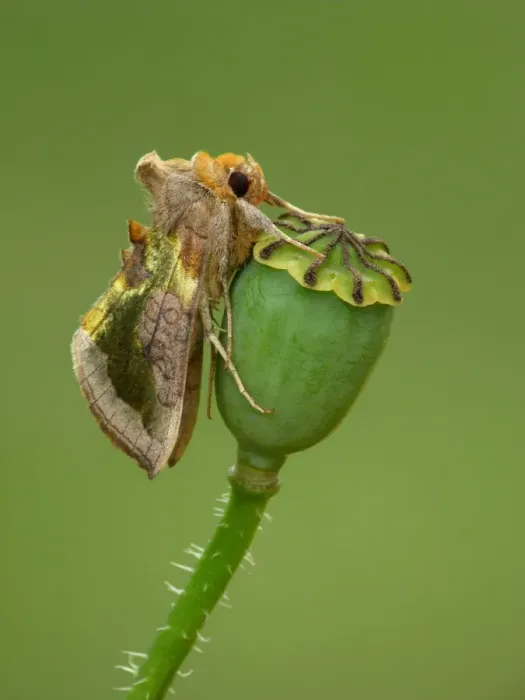 Framed Print : Burnished Brass Moth (Diachrysia chrysitis) adult, resting on poppy seedpod in wasteground, Leicestershire, England, june Framed Print : Burnished Brass Moth (Diachrysia chrysitis) adult, resting on poppy seedpod in wasteground, Leicestershire, England, june