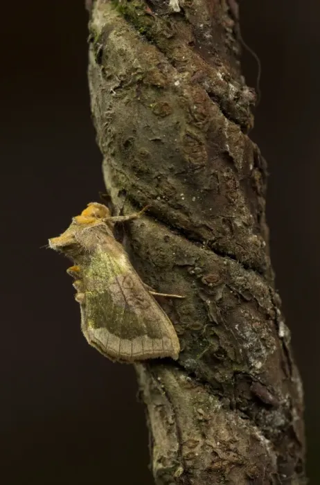 Framed Print : Burnished Brass Moth (Diachrysia chrysitis) adult, Sheffield, South Yorkshire, England, July Framed Print : Burnished Brass Moth (Diachrysia chrysitis) adult, Sheffield, South Yorkshire, England, July