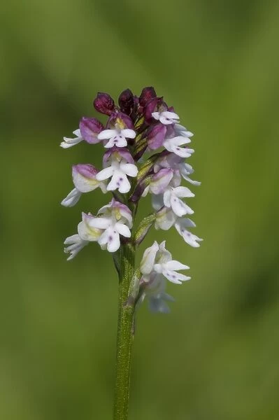 Burnt Orchid (Neotinea ustulata) close-up of flowerspike, growing in meadow on riverbank, River Ure, Leyburn Old Glebe
