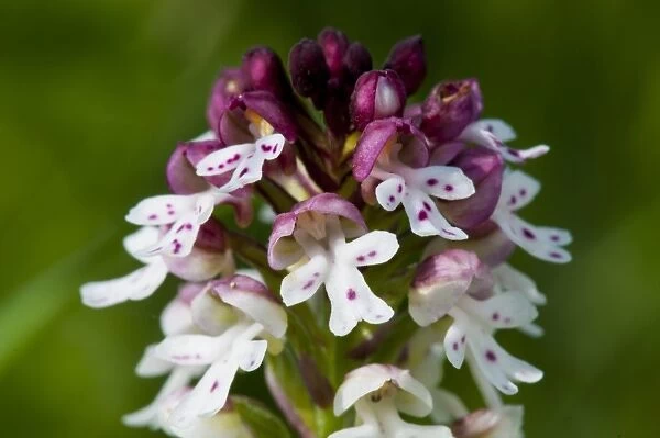 Burnt Orchid (Neotinea ustulata) close-up of flowers, growing in meadow on riverbank, River Ure, Leyburn Old Glebe