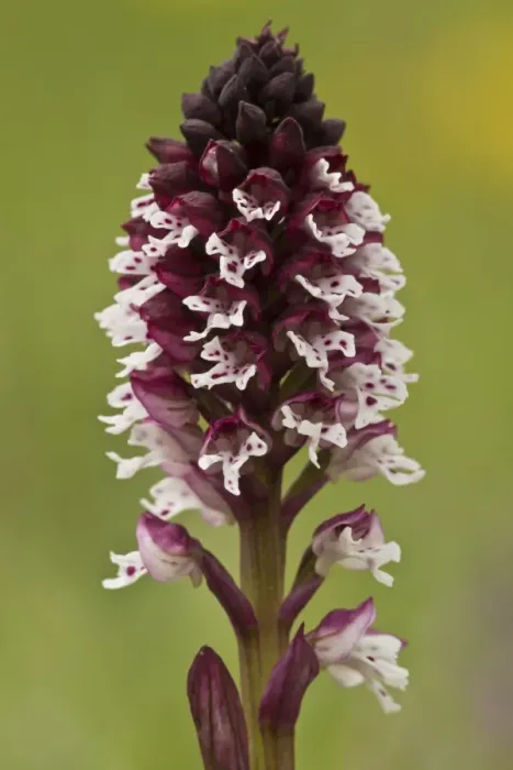 Framed Print : Burnt Orchid (Orchis ustulata) close-up of flowerspike, growing in limestone grassland, Abruzzo N. P Framed Print : Burnt Orchid (Orchis ustulata) close-up of flowerspike, growing in limestone grassland, Abruzzo N. P