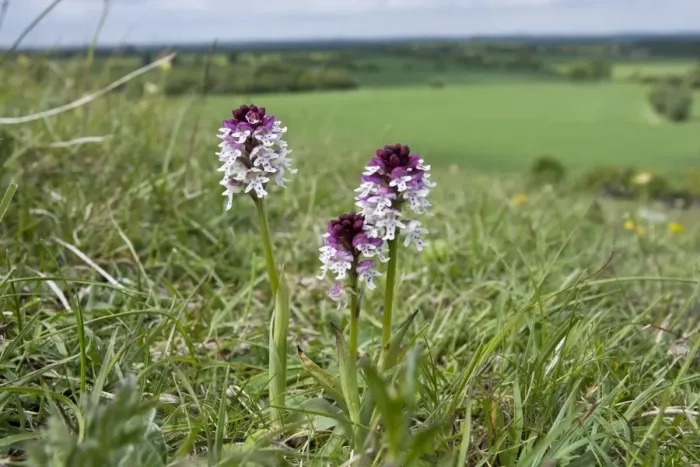 Framed Print : Burnt Orchid (Orchis ustulata) flowering, growing in chalk downland habitat, Knocking Hoe N. N. R