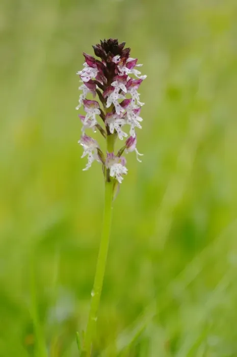 Framed Print : Burnt Orchid (Orchis ustulata) flowerspike, Italy, june