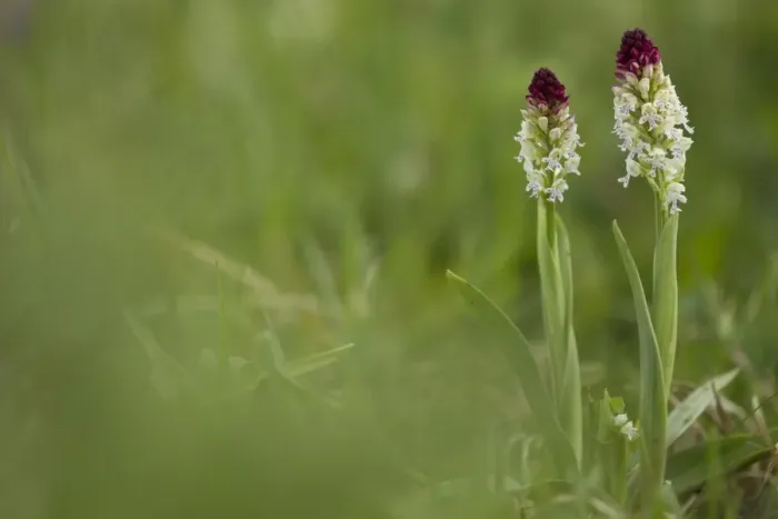 Framed Print : Burnt Orchid (Orchis ustulata) two flowerspikes, flowering, Peak District, Derbyshire, England, may Framed Print : Burnt Orchid (Orchis ustulata) two flowerspikes, flowering, Peak District, Derbyshire, England, may
