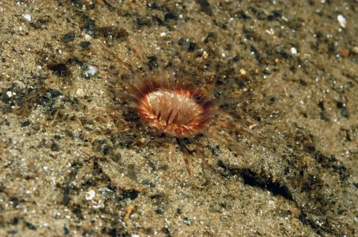Framed Print : Burrowing Anemone (Cerianthus lloydii) adult, with tentacles extended, on muddy silt in sea loch, Loch Fyne Framed Print : Burrowing Anemone (Cerianthus lloydii) adult, with tentacles extended, on muddy silt in sea loch, Loch Fyne