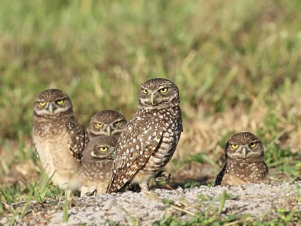 Burrowing Owl (Speotyto cunicularia) adult and chicks, standing at burrow entrance, Florida, U. S. A