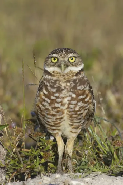 Framed Print : Burrowing Owl (Speotyto cunicularia) adult, standing, Marco Island, Florida, U. S. A
