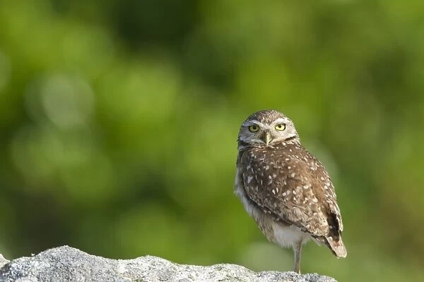 Burrowing Owl (Speotyto cunicularia) adult, standing on one leg, Ilha do Mel, Parana, Brazil
