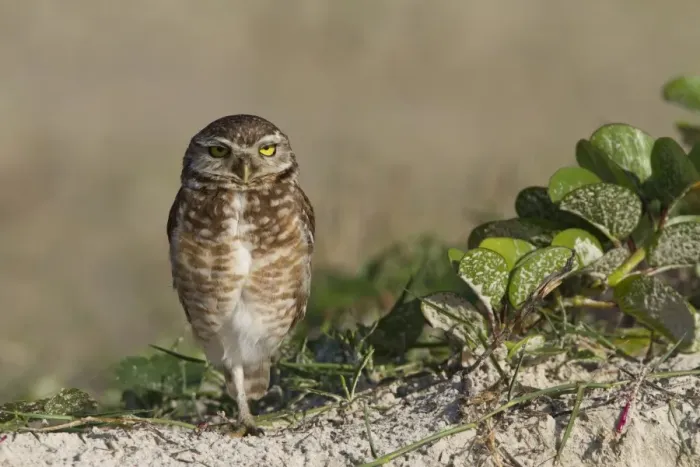 Framed Print : Burrowing Owl (Speotyto cunicularia) adult, standing on one leg, Ilha do Mel, Parana, Brazil Framed Print : Burrowing Owl (Speotyto cunicularia) adult, standing on one leg, Ilha do Mel, Parana, Brazil