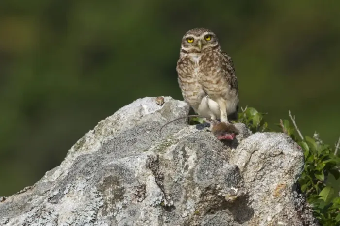 Framed Print : Burrowing Owl (Speotyto cunicularia) adult, feeding on rodent prey, standing on rock, Ilha do Mel, Parana, Brazil Framed Print : Burrowing Owl (Speotyto cunicularia) adult, feeding on rodent prey, standing on rock, Ilha do Mel, Parana, Brazil