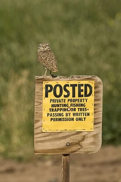Burrowing Owl (Speotyto cunicularia) adult, perched on Posted, Private Property sign, Salton Sea, California, U. S. A. april