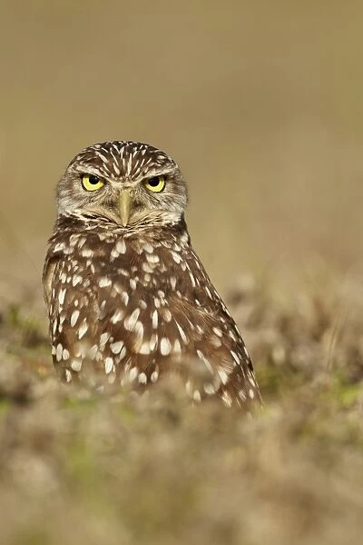 Burrowing Owl (Speotyto cunicularia) adult, in direct stare, standing in hollow near burrow, Cape Coral, Florida